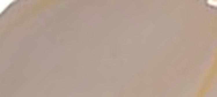 Naszyjnik damski z zawieszkami w kształcie muszelek Naszyjnik damski z zawieszkami w kształcie muszelek