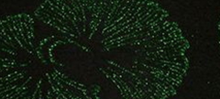 Sukienka midi ze stójką i ozdobnym wycięciem dekoltu