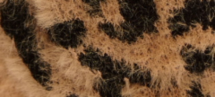 Długi kardigan w lamparcie cętki